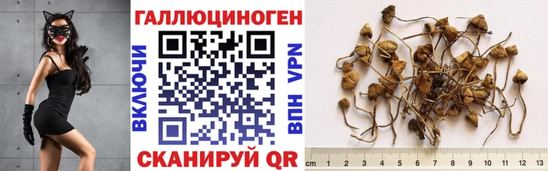 Псилоцибиновые грибы GOLDEN TEACHER  Купить закладки  Кировск 